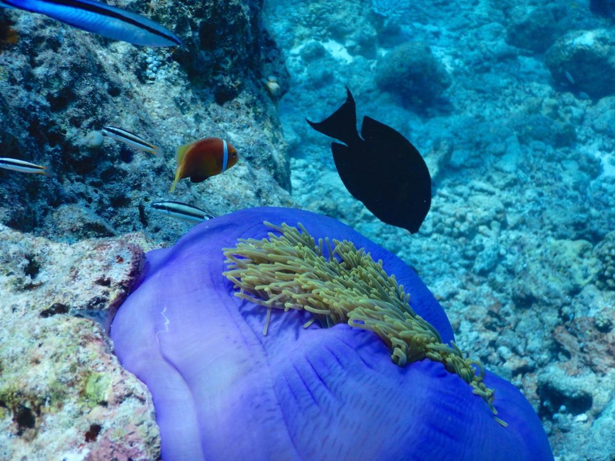 Dhigurah Beach Inn Dış mekan fotoğraf